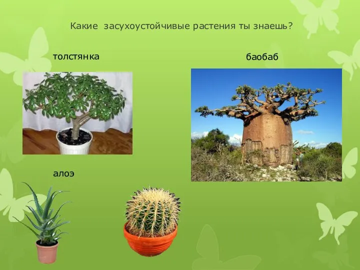Какие засухоустойчивые растения ты знаешь?