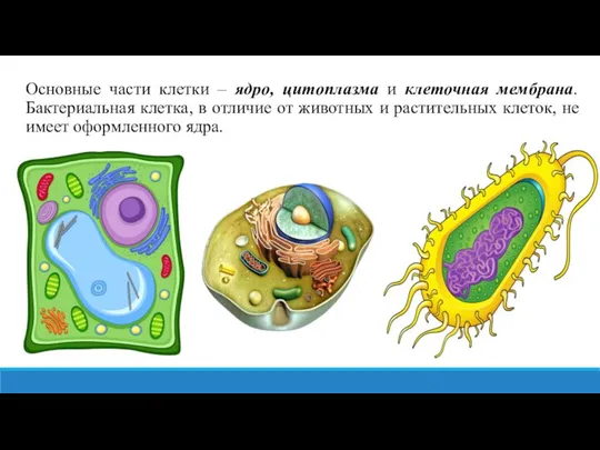 Основные части клетки – ядро, цитоплазма и клеточная мембрана. Бактериальная клетка, в