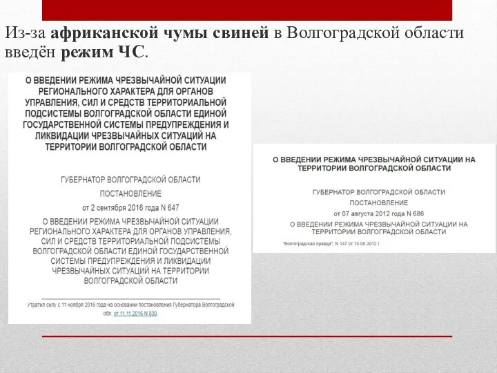 Из-за африканской чумы свиней в Волгоградской области введён режим ЧС.