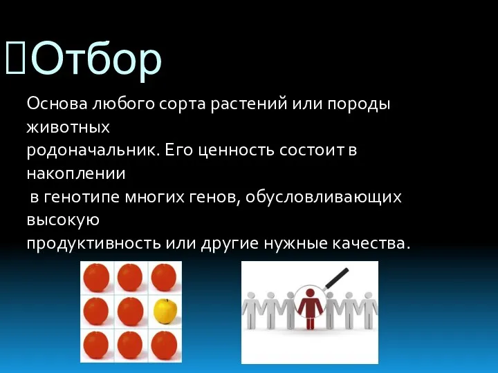 Отбор Основа любого сорта растений или породы животных родоначальник. Его ценность состоит