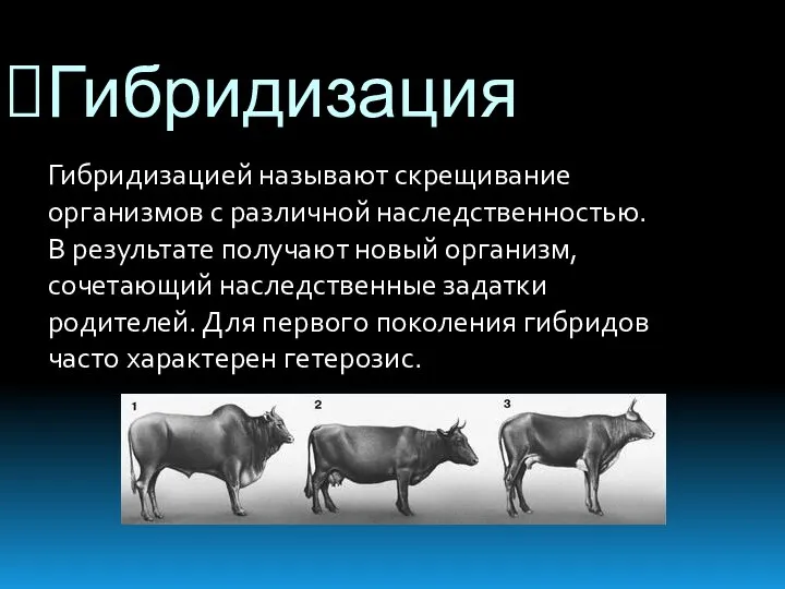 Гибридизация Гибридизацией называют скрещивание организмов с различной наследственностью. В результате получают новый