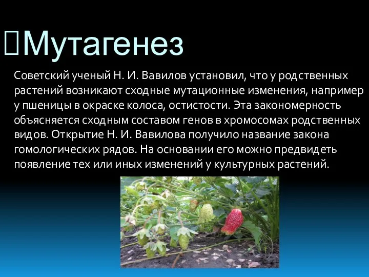 Мутагенез Советский ученый Н. И. Вавилов установил, что у родственных растений возникают