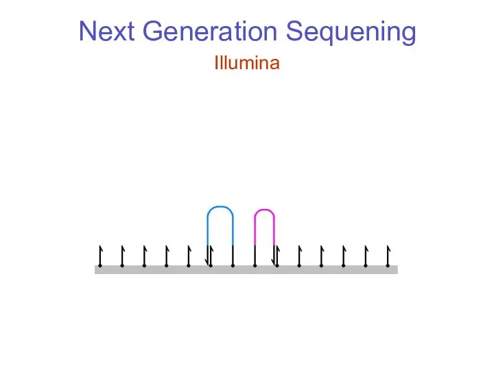 Next Generation Sequening Illumina