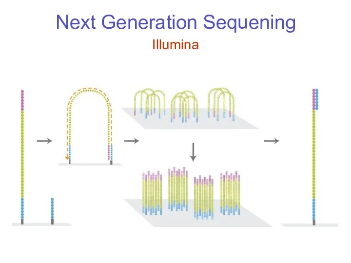 Next Generation Sequening Illumina