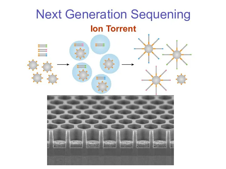 Next Generation Sequening Ion Torrent
