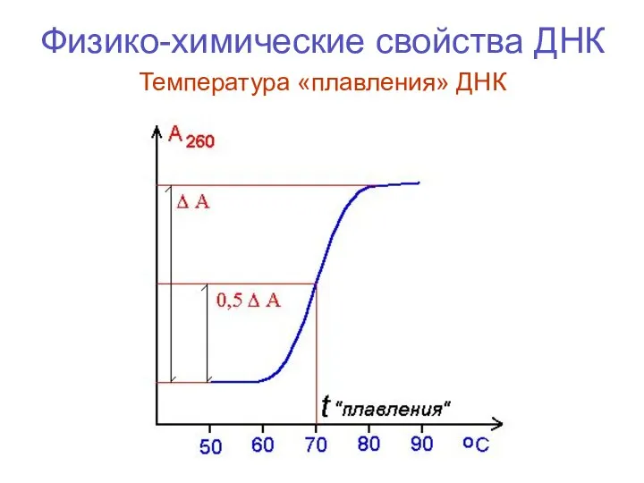 Физико-химические свойства ДНК Температура «плавления» ДНК