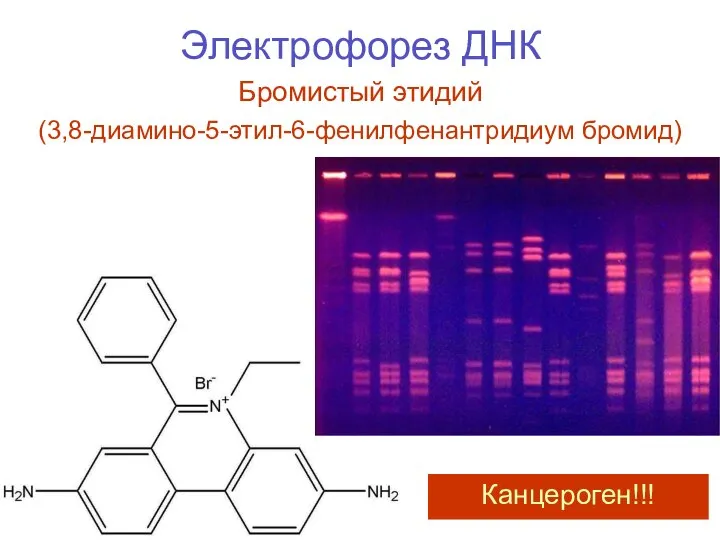 Электрофорез ДНК Бромистый этидий (3,8-диамино-5-этил-6-фенилфенантридиум бромид) Канцероген!!!