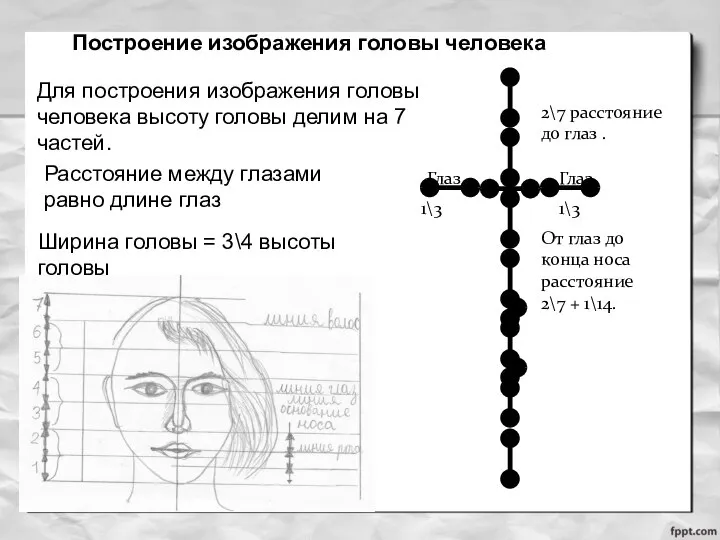 Для построения изображения головы человека высоту головы делим на 7 частей. 2\7