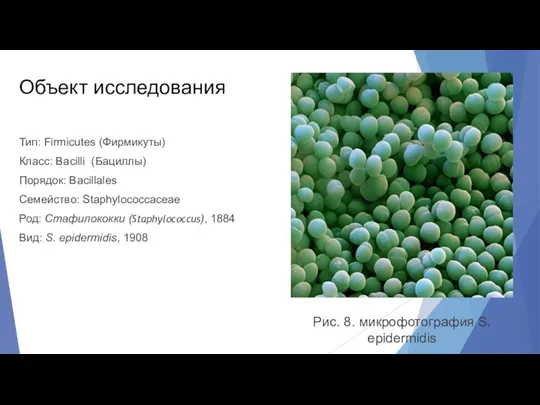 Объект исследования Тип: Firmicutes (Фирмикуты) Класс: Bacilli (Бациллы) Порядок: Bacillales Семейство: Staphylococcaceae