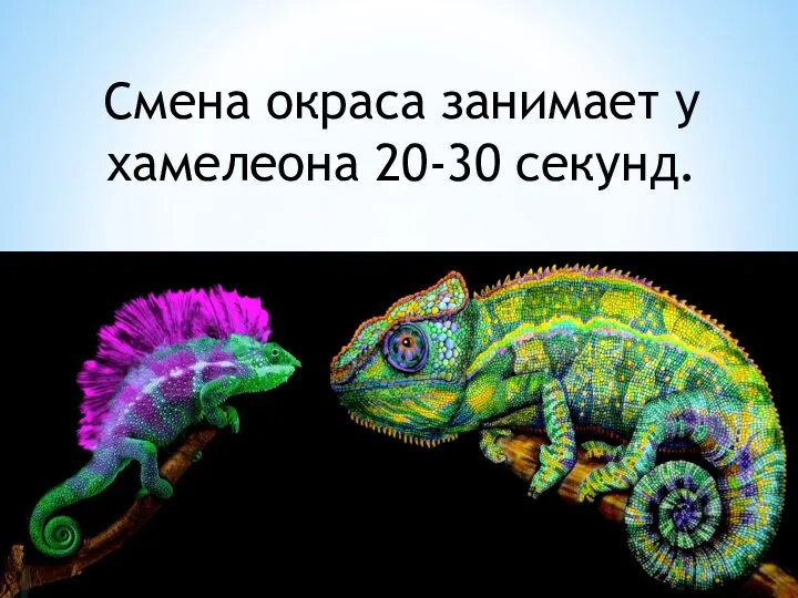 Смена окраса занимает у хамелеона 20-30 секунд.