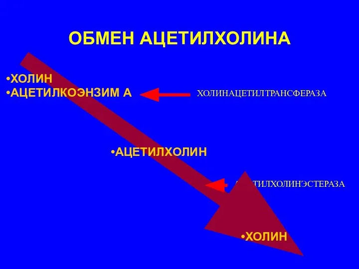 ОБМЕН АЦЕТИЛХОЛИНА ХОЛИНАЦЕТИЛТРАНСФЕРАЗА АЦЕТИЛХОЛИНЭСТЕРАЗА ХОЛИН АЦЕТИЛКОЭНЗИМ А АЦЕТИЛХОЛИН ХОЛИН