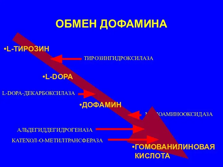 ОБМЕН ДОФАМИНА L-DOPA-ДЕКАРБОКСИЛАЗА ТИРОЗИНГИДРОКСИЛАЗА МОНОАМИНООКСИДАЗА АЛЬДЕГИДДЕГИДРОГЕНАЗА L-ТИРОЗИН L-DOPA ДОФАМИН ГОМОВАНИЛИНОВАЯ КИСЛОТА КАТЕХОЛ-О-МЕТИЛТРАНСФЕРАЗА