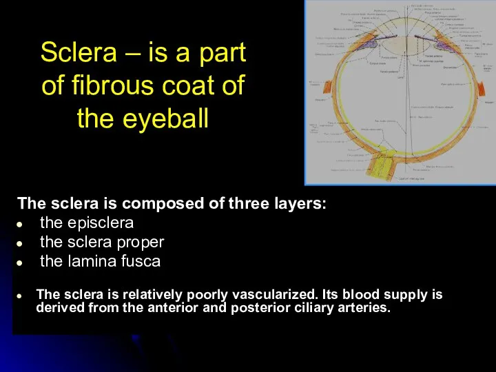 Sclera – is a part of fibrous coat of the eyeball The