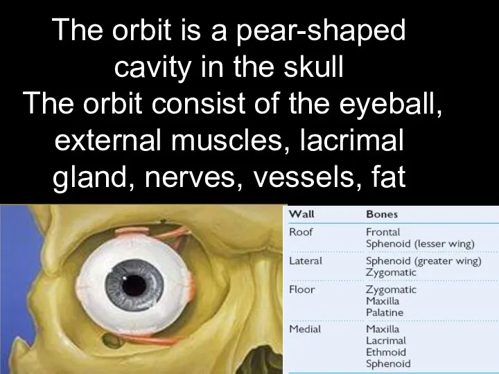 The orbit is a pear-shaped cavity in the skull The orbit consist