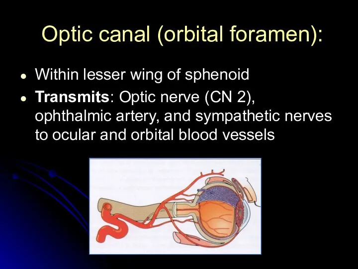 Optic canal (orbital foramen): Within lesser wing of sphenoid Transmits: Optic nerve