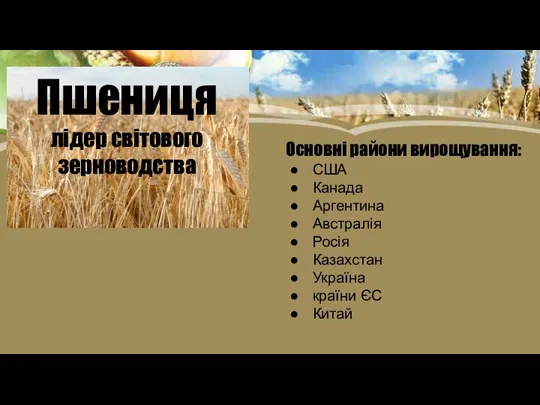 Пшениця лідер світового зерноводства Основні райони вирощування: США Канада Аргентина Австралія Росія