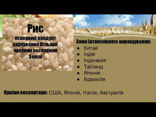 Рис основний продукт харчування більшої частини населення Землі Зони інтенсивного вирощування: Китай