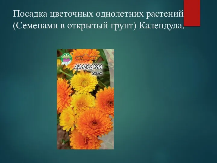 Посадка цветочных однолетних растений(Семенами в открытый грунт) Календула.