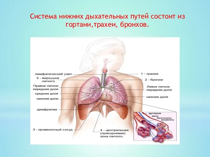 Система нижних дыхательных путей состоит из гортани,трахеи, бронхов.