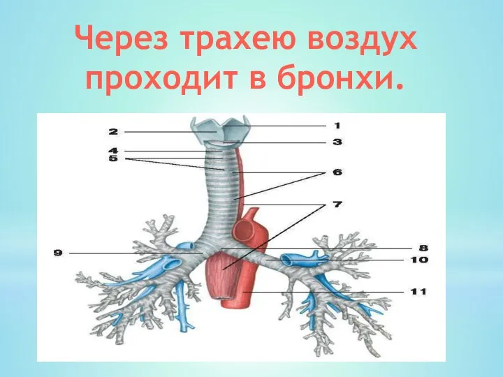 Через трахею воздух проходит в бронхи.