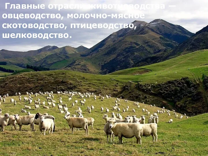 Главные отрасли животноводства — овцеводство, молочно-мясное скотоводство, птицеводство, шелководство.
