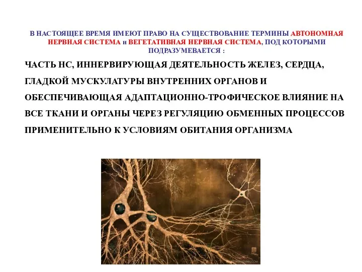 В НАСТОЯЩЕЕ ВРЕМЯ ИМЕЮТ ПРАВО НА СУЩЕСТВОВАНИЕ ТЕРМИНЫ АВТОНОМНАЯ НЕРВНАЯ СИСТЕМА и