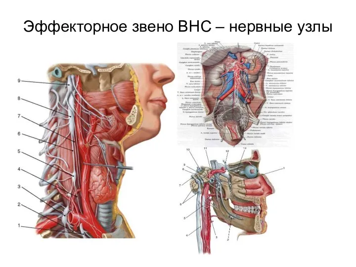 Эффекторное звено ВНС – нервные узлы