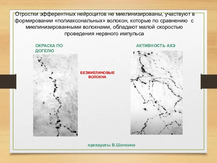 Отростки эфферентных нейроцитов не миелинизированы, участвуют в формировании «полиаксональных» волокон, которые по