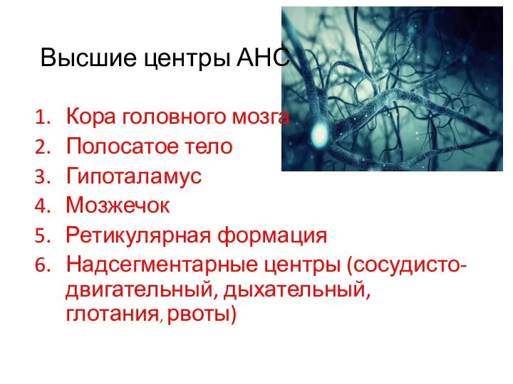 Высшие центры АНС Кора головного мозга Полосатое тело Гипоталамус Мозжечок Ретикулярная формация