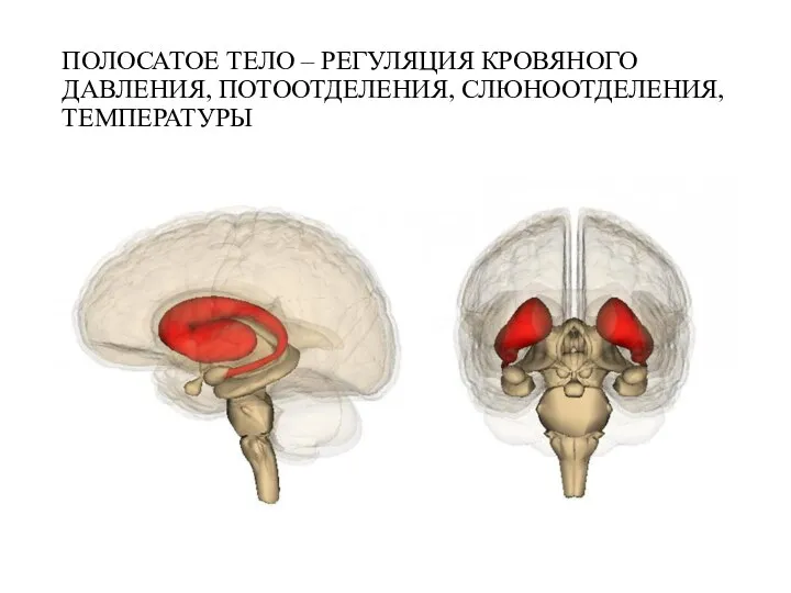 ПОЛОСАТОЕ ТЕЛО – РЕГУЛЯЦИЯ КРОВЯНОГО ДАВЛЕНИЯ, ПОТООТДЕЛЕНИЯ, СЛЮНООТДЕЛЕНИЯ, ТЕМПЕРАТУРЫ