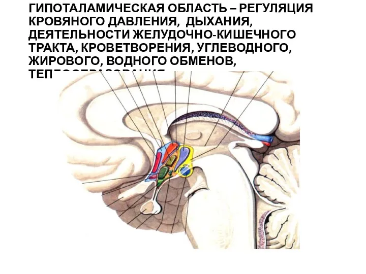 ГИПОТАЛАМИЧЕСКАЯ ОБЛАСТЬ – РЕГУЛЯЦИЯ КРОВЯНОГО ДАВЛЕНИЯ, ДЫХАНИЯ, ДЕЯТЕЛЬНОСТИ ЖЕЛУДОЧНО-КИШЕЧНОГО ТРАКТА, КРОВЕТВОРЕНИЯ, УГЛЕВОДНОГО, ЖИРОВОГО, ВОДНОГО ОБМЕНОВ, ТЕПЛООБРАЗОВАНИЯ