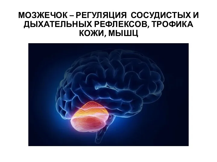 МОЗЖЕЧОК – РЕГУЛЯЦИЯ СОСУДИСТЫХ И ДЫХАТЕЛЬНЫХ РЕФЛЕКСОВ, ТРОФИКА КОЖИ, МЫШЦ