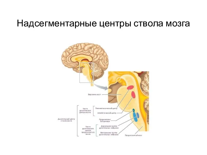 Надсегментарные центры ствола мозга