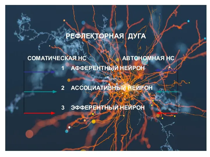 РЕФЛЕКТОРНАЯ ДУГА СОМАТИЧЕСКАЯ НС АВТОНОМНАЯ НС 1 АФФЕРЕНТНЫЙ НЕЙРОН 2 АССОЦИАТИВНЫЙ НЕЙРОН 3 ЭФФЕРЕНТНЫЙ НЕЙРОН