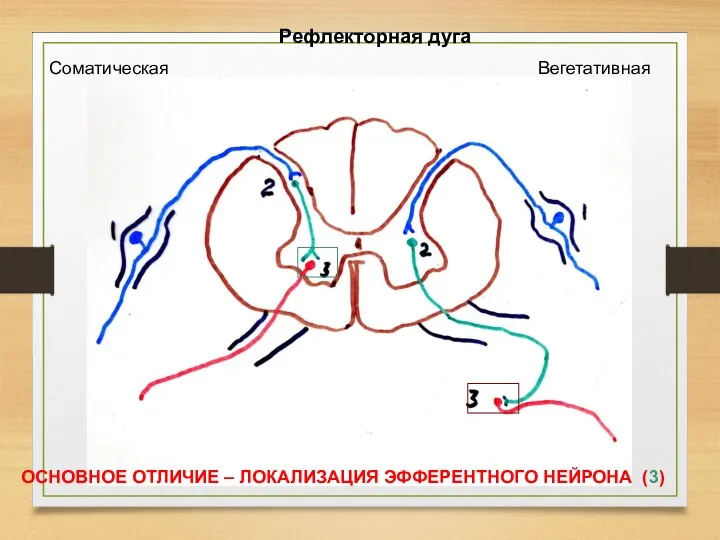 Рефлекторная дуга Соматическая Вегетативная ОСНОВНОЕ ОТЛИЧИЕ – ЛОКАЛИЗАЦИЯ ЭФФЕРЕНТНОГО НЕЙРОНА (3)