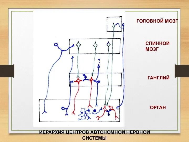 ОРГАН ГАНГЛИЙ СПИННОЙ МОЗГ ГОЛОВНОЙ МОЗГ ИЕРАРХИЯ ЦЕНТРОВ АВТОНОМНОЙ НЕРВНОЙ СИСТЕМЫ