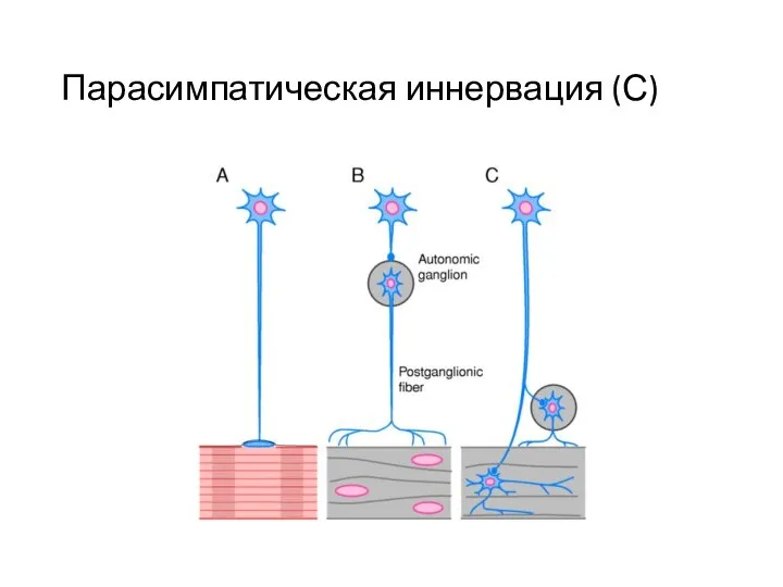 Парасимпатическая иннервация (С)