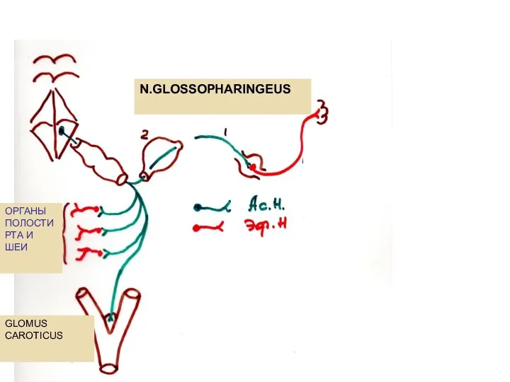 N.GLOSSOPHARINGEUS ОРГАНЫ ПОЛОСТИ РТА И ШЕИ GLOMUS CAROTICUS