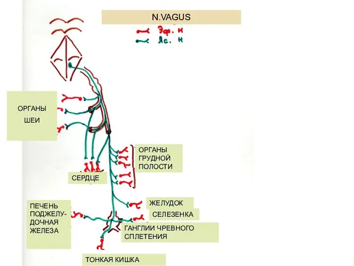 N.VAGUS ОРГАНЫ ШЕИ ОРГАНЫ ГРУДНОЙ ПОЛОСТИ СЕРДЦЕ ЖЕЛУДОК ПЕЧЕНЬ ПОДЖЕЛУ-ДОЧНАЯ ЖЕЛЕЗА СЕЛЕЗЕНКА