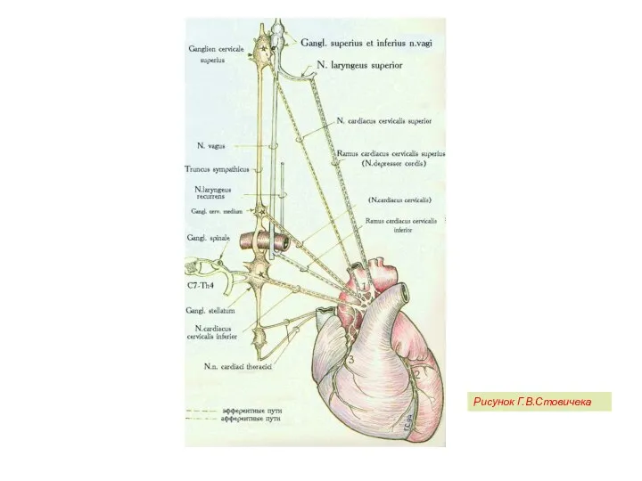Рисунок Г.В.Стовичека