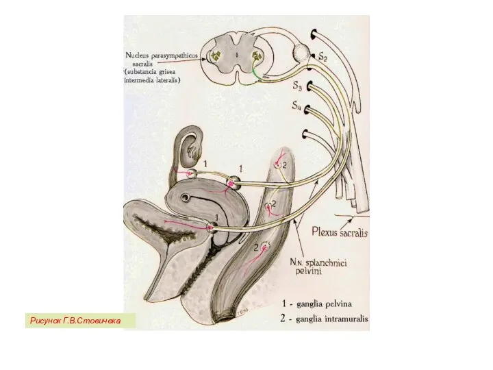 Рисунок Г.В.Стовичека
