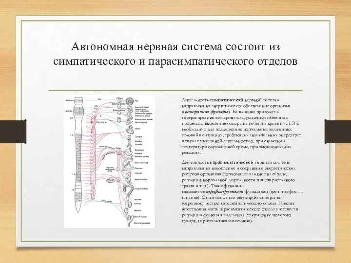 Автономная нервная система состоит из симпатического и парасимпатического отделов Деятельность симпатической нервной