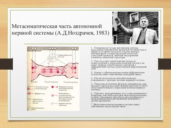 Метасиматическая часть автономной нервной системы (А.Д.Ноздрачев, 1983) 1. Иннервирует только внутренние органы,