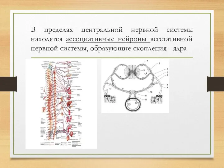 В пределах центральной нервной системы находятся ассоциативные нейроны вегетативной нервной системы, образующие скопления - ядра