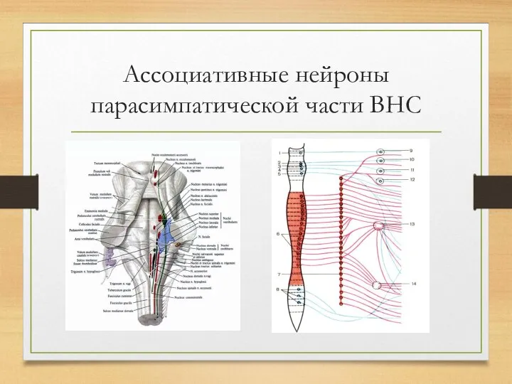 Ассоциативные нейроны парасимпатической части ВНС