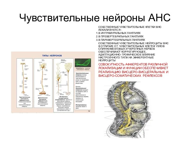 Чувствительные нейроны АНС СОБСТВЕННЫЕ ЧУВСТВИТЕЛЬНЫЕ КЛЕТКИ ВНС ЛОКАЛИЗУЮТСЯ : В ИНТРАМУРАЛЬНЫХ ГАНГЛИЯХ