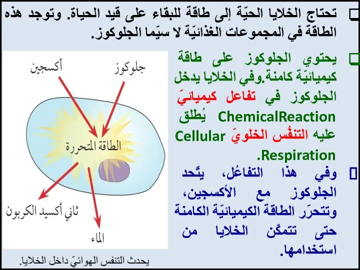 يحتوي الجلوكوز على طاقة كيميائيّة كامنة.وفي الخلايا يدخل الجلوكوز في تفاعل كيميائيّ