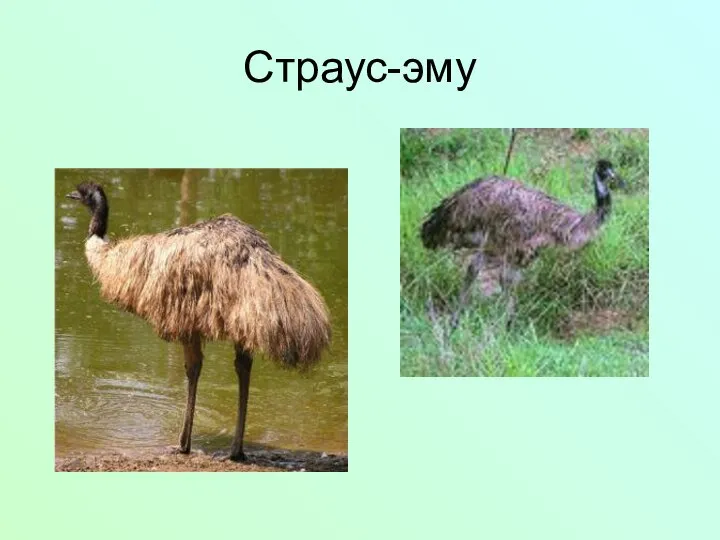 Страус-эму