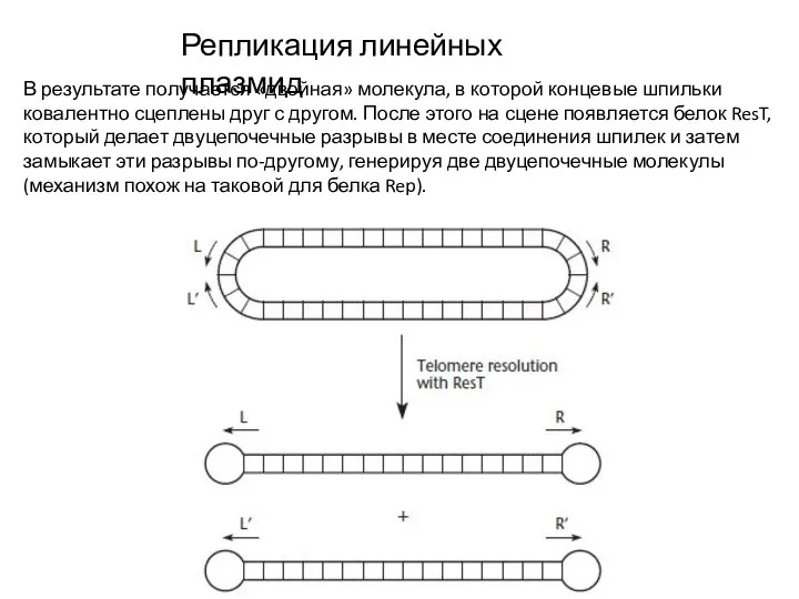 Репликация линейных плазмид В результате получается «двойная» молекула, в которой концевые шпильки