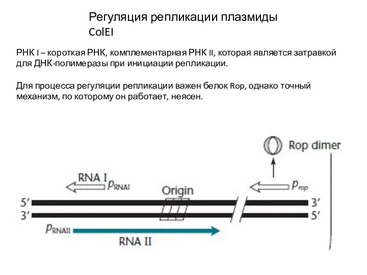 Регуляция репликации плазмиды ColEI РНК I – короткая РНК, комплементарная РНК II,